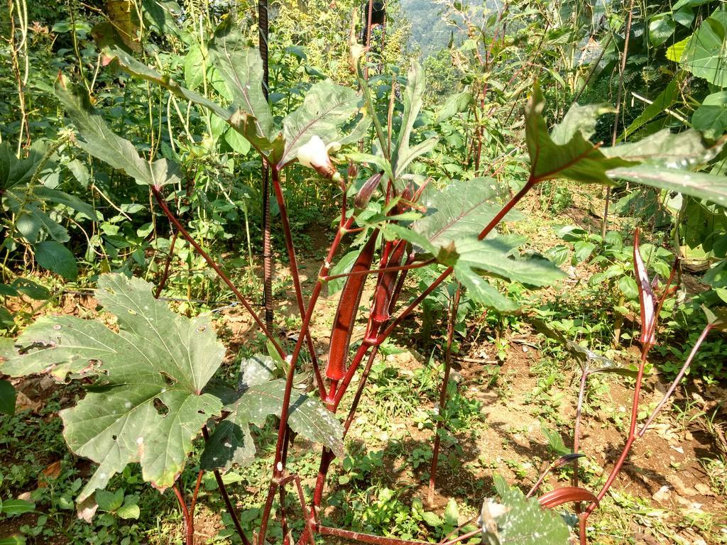 Sceva'S Garden Home Munnar Eksteriør bilde