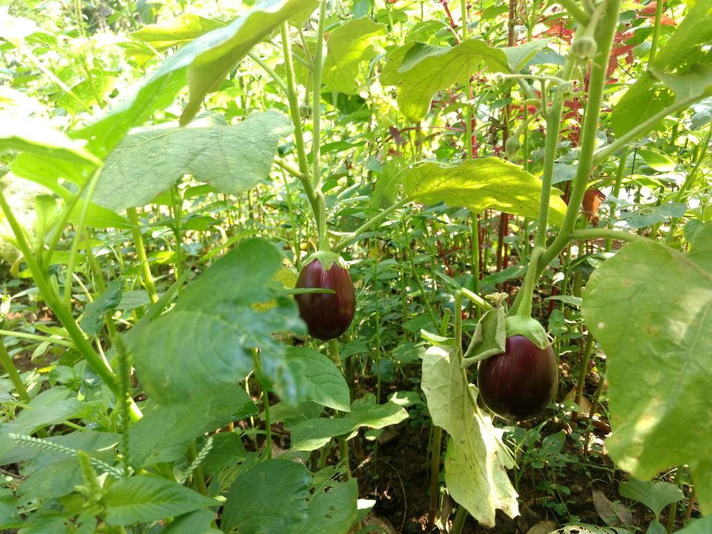 Sceva'S Garden Home Munnar Eksteriør bilde