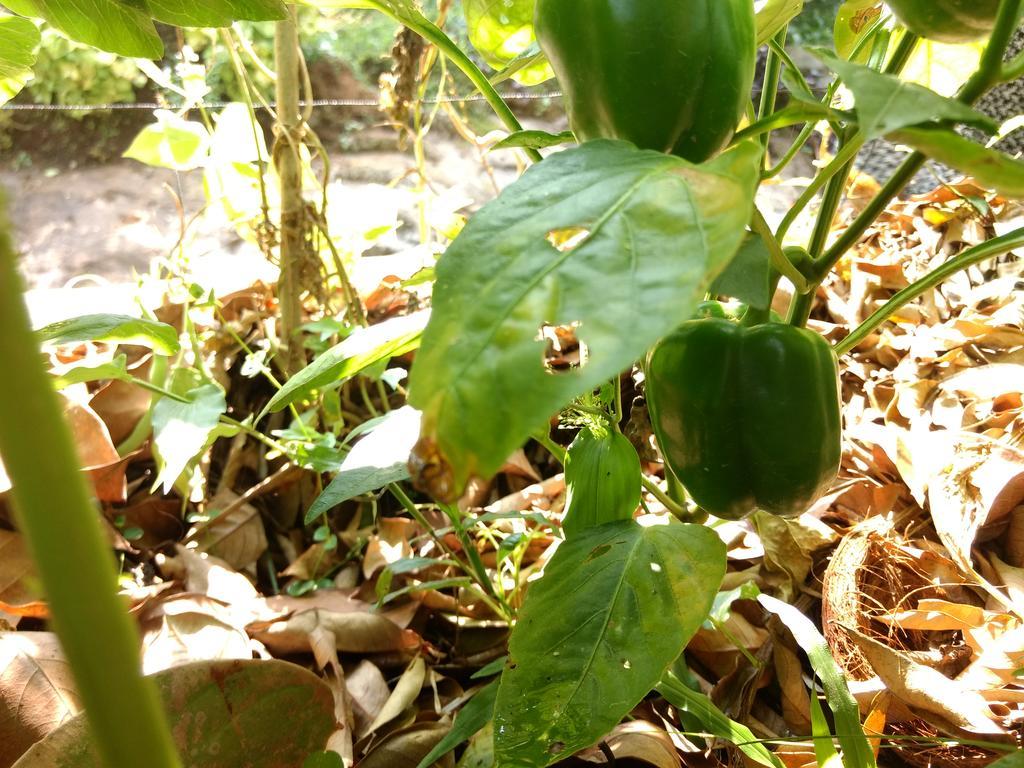 Sceva'S Garden Home Munnar Eksteriør bilde